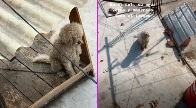 El perrito vivía en el techo de una casa sin comida y bajo el sol.