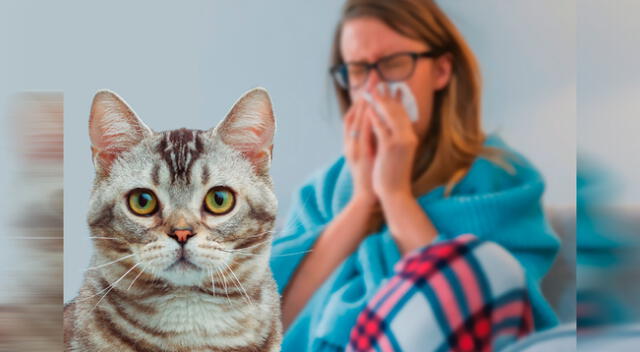 Alergia a los gatos.