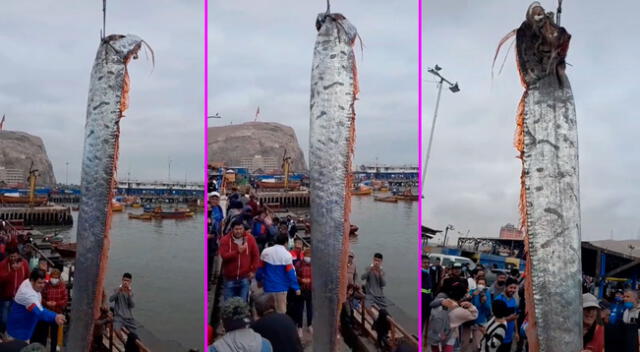 El gigantesco animal fue capturado en Arica, Chile.