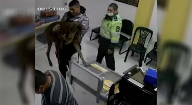 Perrito quedó herido tras ser atropellado por policías de la comisaría de El Agustino.