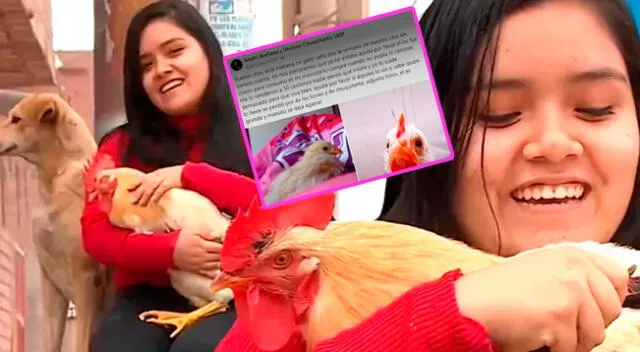 La joven compartió la historia de su gallito en redes sociales.