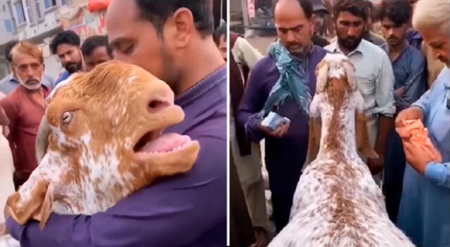 El dueño de la cabra también le dio un abrazo mientras el comprador trataba de consolarla.