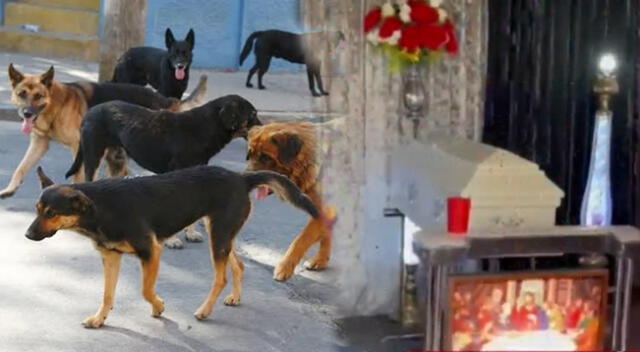 Alrededor de 20 perros le habrían causado la muerte al menor de edad en Cajamarca.