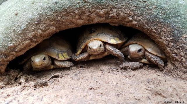 Pescador apuñala a decenas de tortugas marinas protegidas en Japón y huye tras atroz crimen.