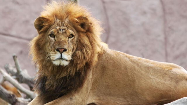 Soñar con animales salvajes refleja tus instintos básicos y tu relación con los demás.