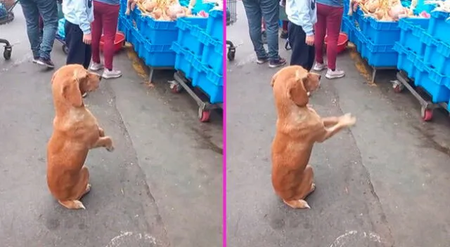 El perrito sin hogar trató de llamar la atención de la joven.