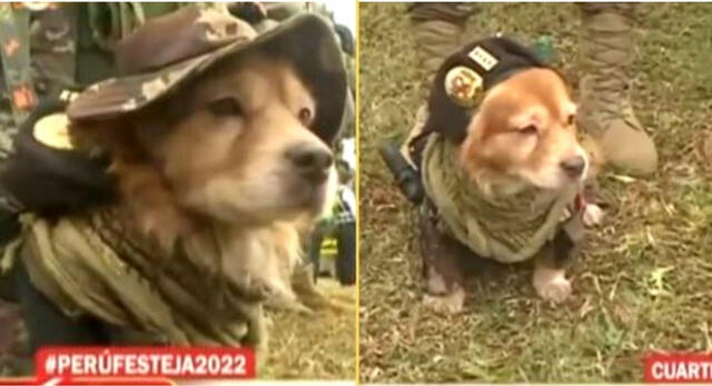 El perrito de nombre 'Chato' lleva años dentro del Ejercito Peruano y hoy se lucirá en la Parada Militar.