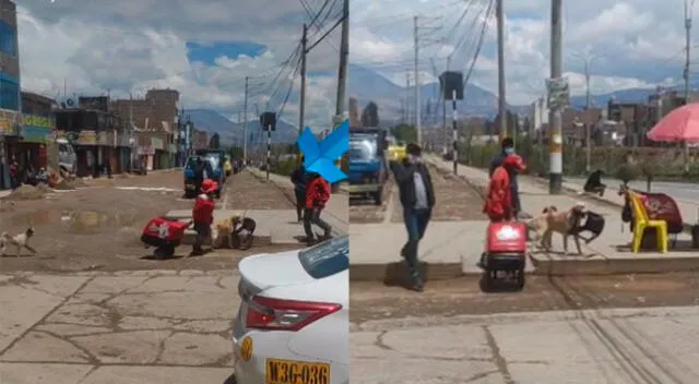 Huancayo: captan a perrito cargando silla para ayudar a su dueña a vender helados [VIDEO]