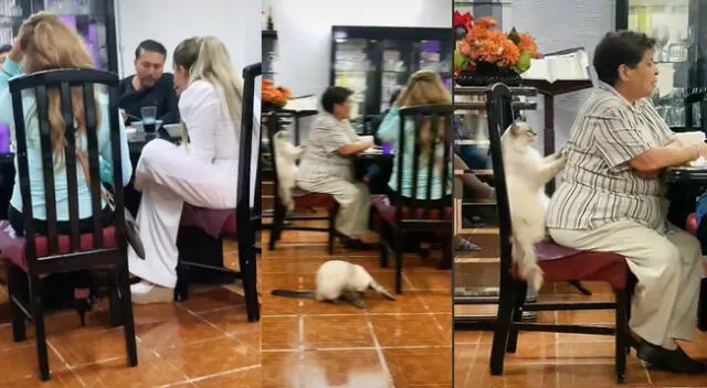 Peculiar escena del gato se hizo viral en las redes sociales.