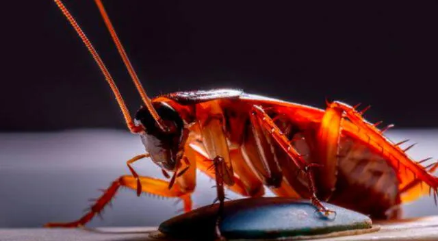 En verano salen más de su nichos a buscar alimento.