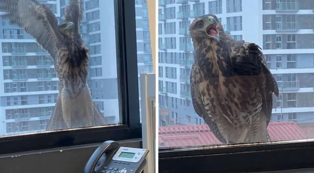 Usuarios aclararon de que podría tratarse de un halcón acanelado y que, lo más probable, es que haya intentado entrar para buscar alimento.