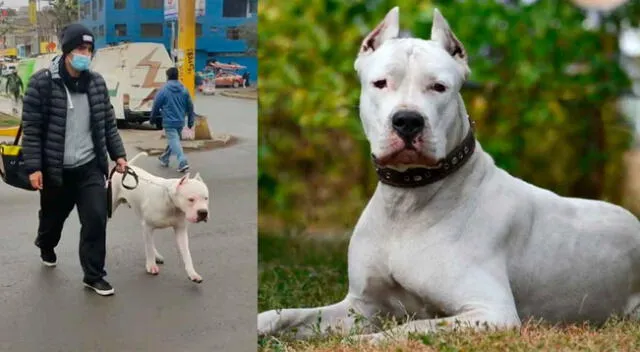 Dogo argentino pasea por Villa María del Triunfo.