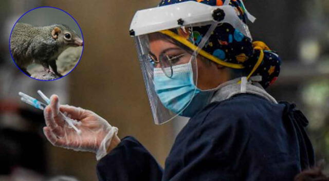 Científicos han confirmado que hay 35 casos en China del nuevo Henipavirus.