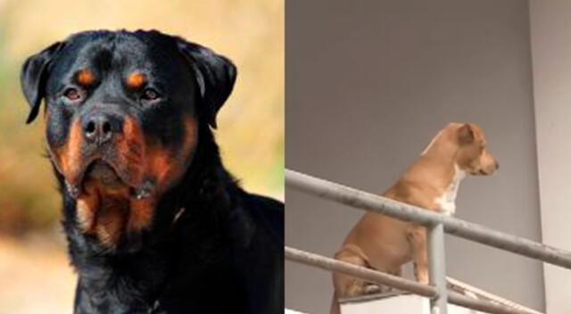 Los Olivos: vecinos denuncian que perro Rottweiler ataca a sus mascotas y dueño no hace nada [VIDEO]
