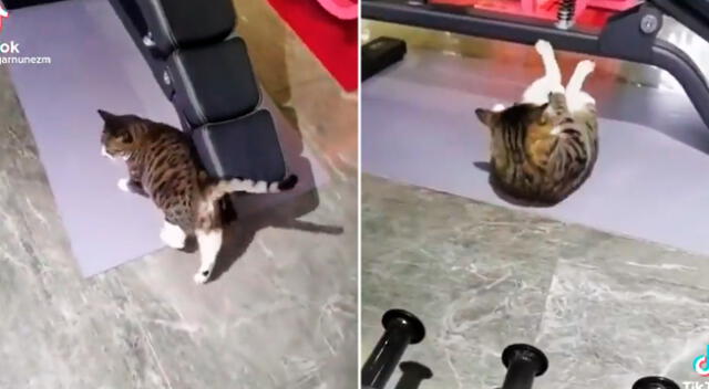 gato fitness