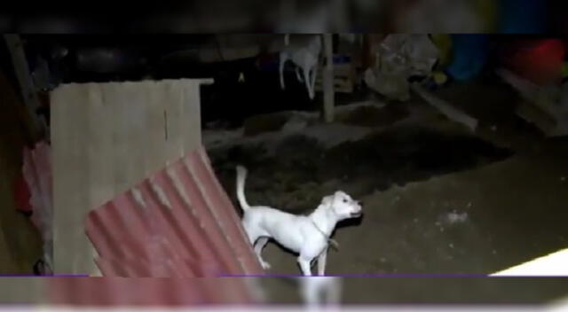 Vecinos piden justicia por niños atacados por tres perros [VIDEO]