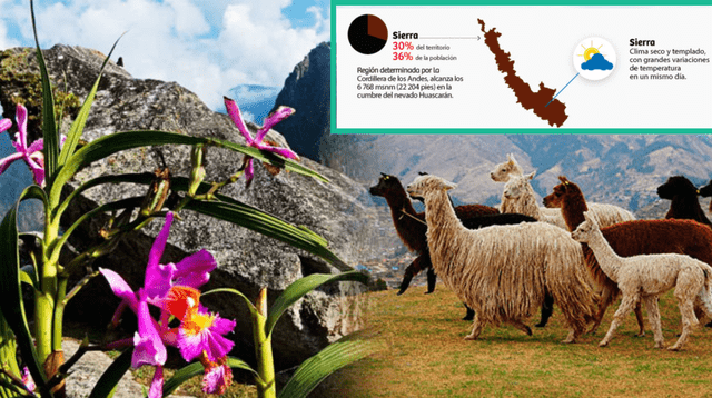 Explora la región Sierra y maravíllate con su clima extremo, la riqueza de su fauna y la diversidad de su flora.