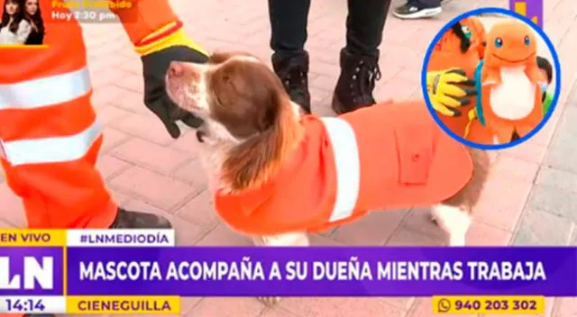 Cieneguilla: mujer adopta perrito callejero y ahora este la acompaña a trabajar [VIDEO]