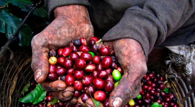 Caficultores son capacitados.