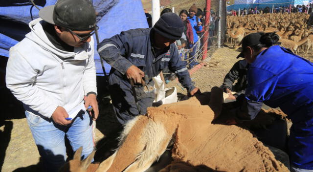 Chaccu de Vicuñas se inicia el 3 de setiembre