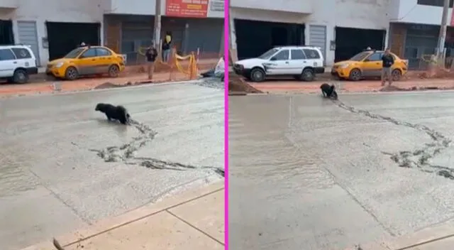 El perrito recorrió toda la pista ante la mirada de los obreros.