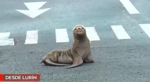 El lobo marino bebé se muestra muy cansado y asustado.