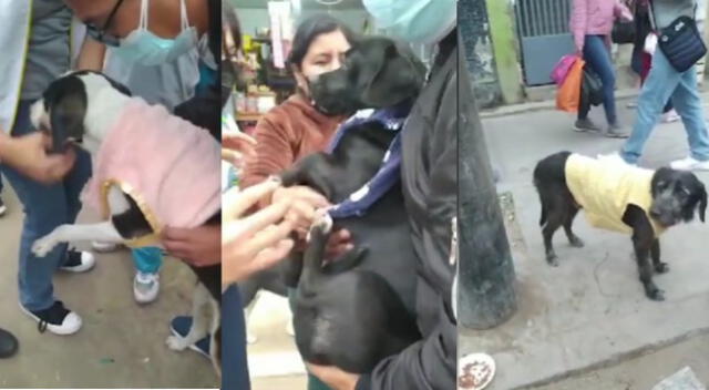 Lambayeque: escolares confeccionan chompas para abrigar a perros y gatos callejeros [VIDEO]