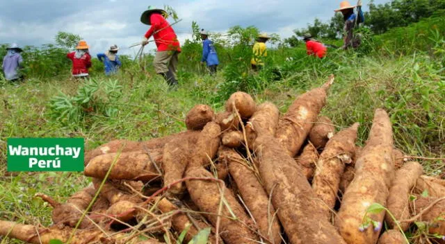 Este subsidio busca dar un apoyo al pequeño agricultor.