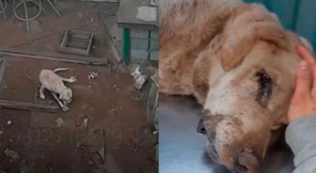 Vecinos piden justicia para Hope, el perrito que fue maltratado.