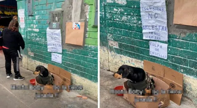 Perro pide alimento, pero no que lo molesten.