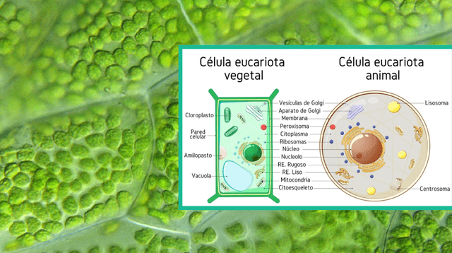 La célula vegetal tiene cloroplastos porque realiza la fotosíntesis.