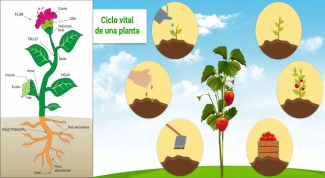 La planta es un ser vivo perteneciente al Reino Plantae.