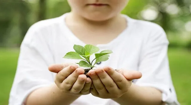 Una de las funciones de las plantas en limpiar nuestro aire.