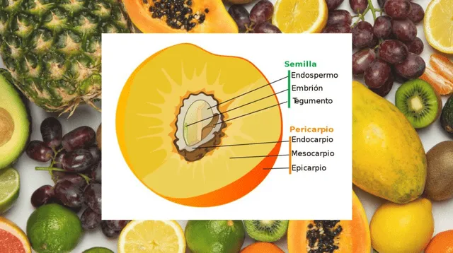 El fruto contribuye a la dispersión de semillas.