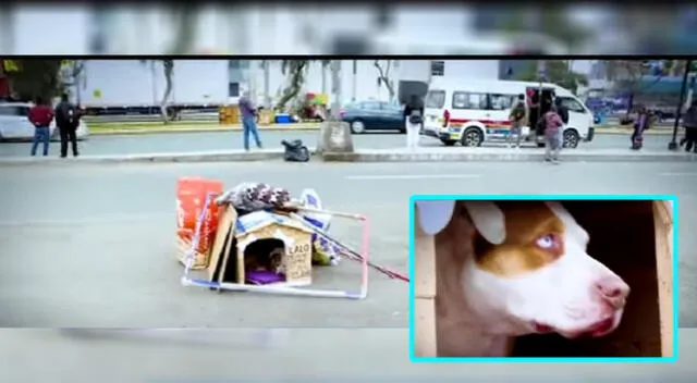 "Lalo", el perrito que espera a su dueño fuera de hospital desde hace semanas
