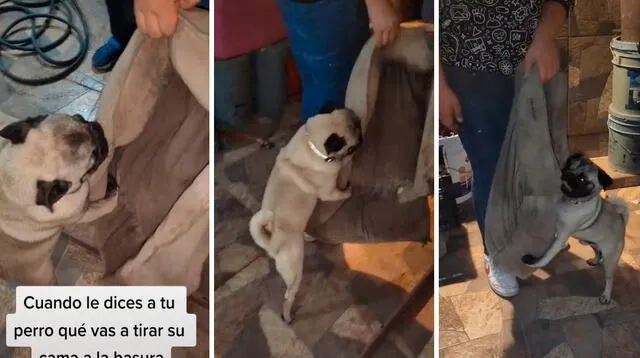 El perrito se hizo viral en TikTok tocando miles de corazones.