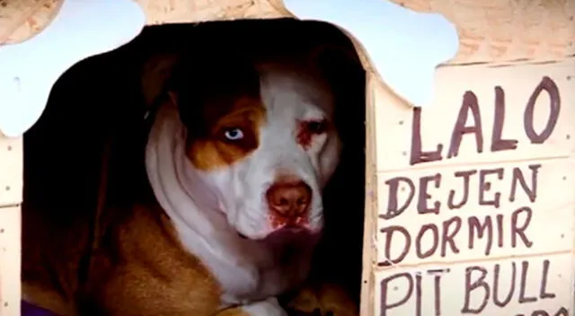 Lalo se ha convertido en el Hachiko peruano tras esperar más de seis meses a su dueño