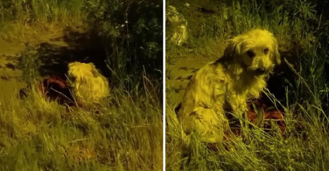 El perrito estaba sobre una mantita en la calle de Chile, temblando de miedo, frío y sin comer.