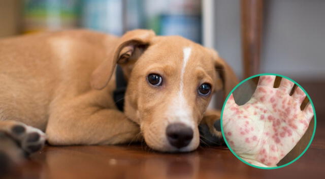 Si contraes viruela del mono, debes mantener distancia con tus mascotas, ganado o animales cautivos.