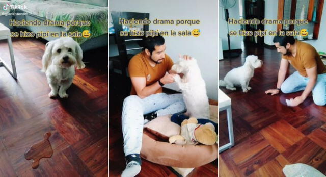 El dueño del perrito lo regañó al mismo estilo de Gisela a Magaly en El Gran Show y es viral en TikTok.