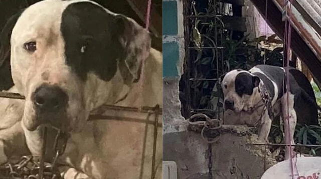 El gobierno municipal mexicano de Tuxtla Gutiérrez informó que el perro no será sacrificado.