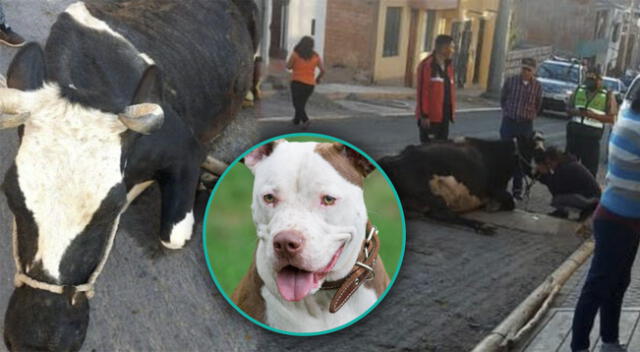 Perro muere tras atacar a una vaca que iba a la chacra en Arequipa.
