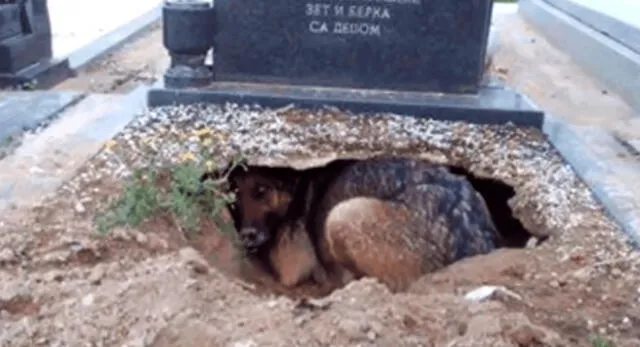 El perrito extrañaba mucho a su dueño por lo que cavó un hueco al lado de la tumba de su dueño y es viral en YouTube.