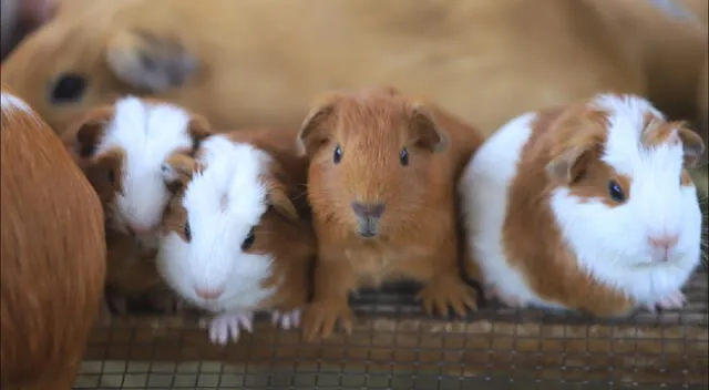 Nuevo linaje de cuyes promete mejorar producción comercial de este animal