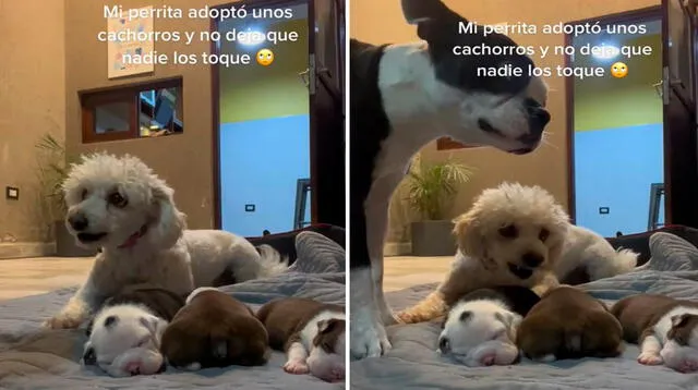 Una mujer quedó sorprendida con la actitud de su mascota, debido a que no permitía que toquen a sus bebés adoptivos.