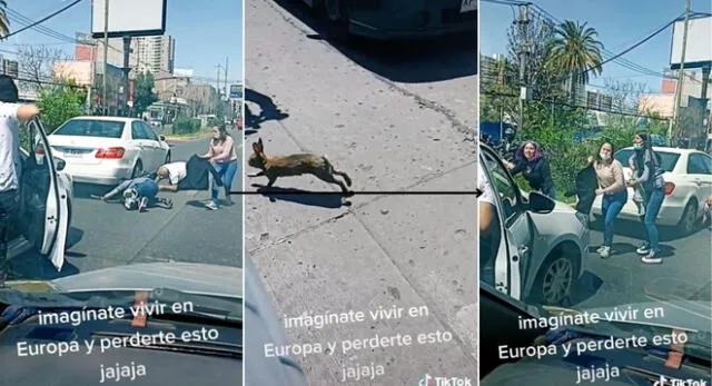 El conejito terminó saltando por la ventana del auto de su dueño en San Miguel y escena es viral en TikTok.