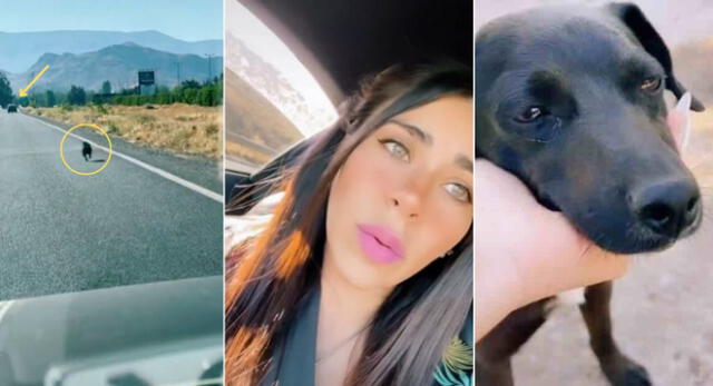 La joven de Chile iba camino al trabajo cuando se topó con una desgarradora escena y se hizo viral en TikTok.