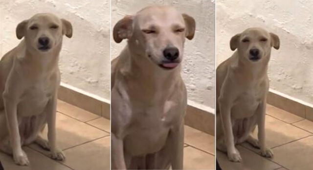 El perrito hizo unas 'muecas' que llamaron la atención de su dueña mientras le llamaba la atención y es viral en TikTok.