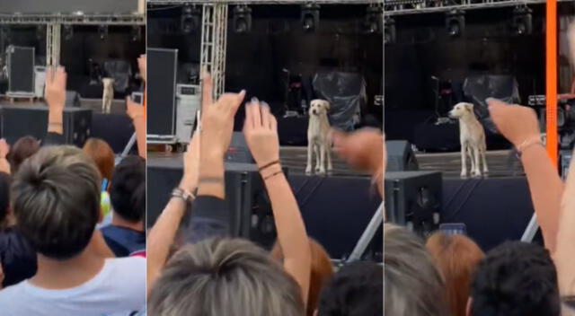 Peculiar escena de un perro en un escenario durante concierto se hizo viral en TikTok.