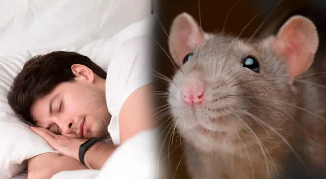 Descubre el significado de soñar con ratas